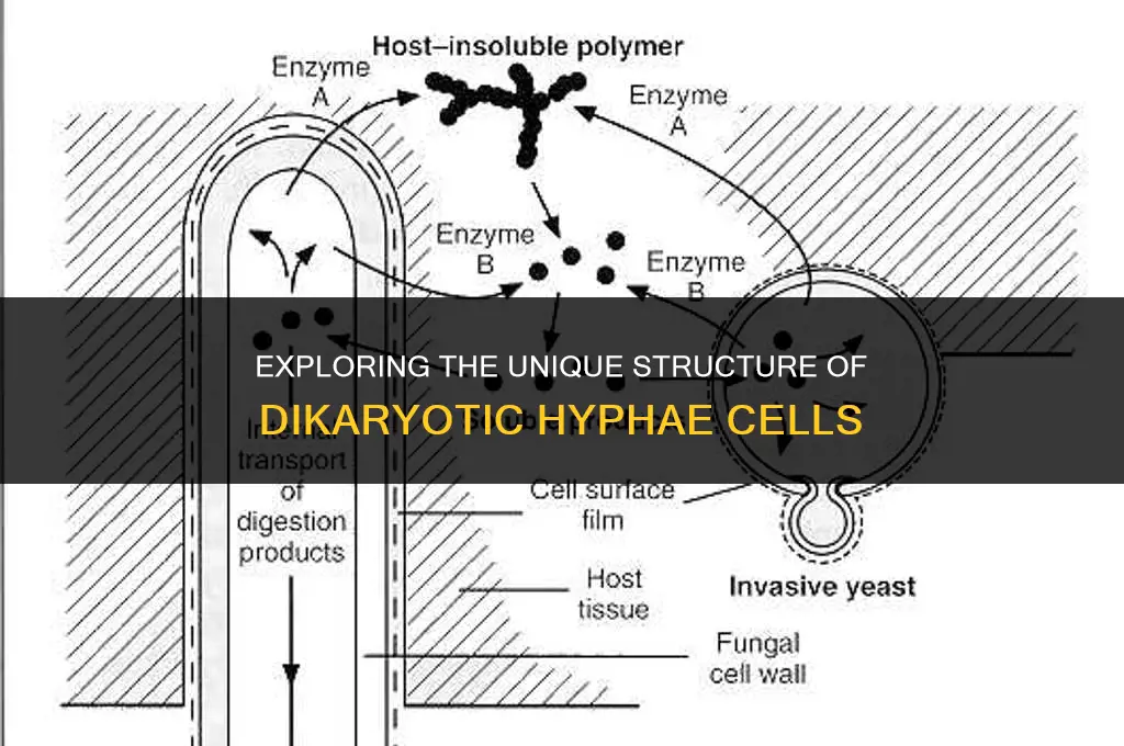 what is a dikaryotic hyphae cell