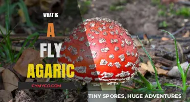 Exploring the Mystique of the Fly Agaric: Nature's Psychedelic Wonder