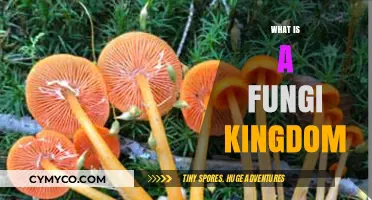 Exploring the Fascinating World of Fungi Kingdom