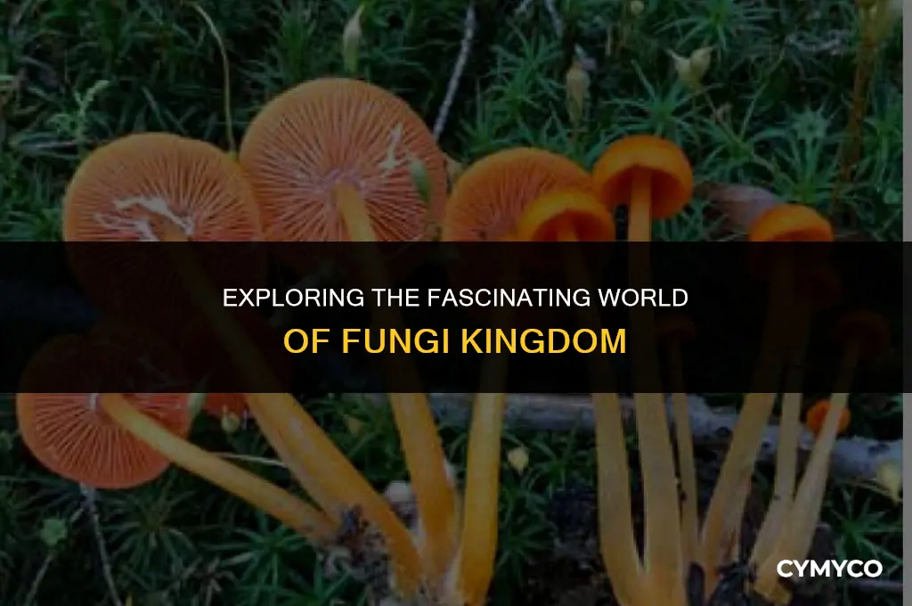 what is a fungi kingdom