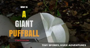 Exploring the Enigmatic World of Giant Puffballs: Nature's Bizarre Wonders