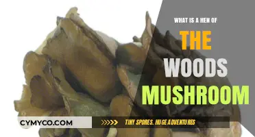 Discovering the Hen of the Woods Mushroom: A Culinary Delight