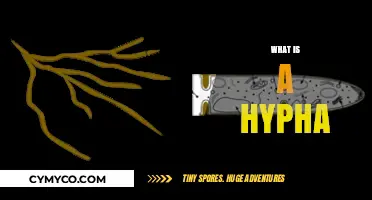 Exploring the Microscopic World: What is a Hypha?
