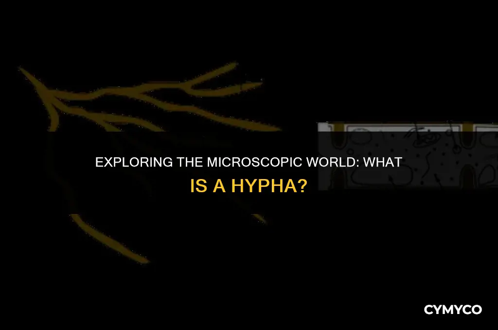 what is a hypha