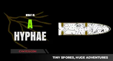 Exploring the Intricate World of Hyphae: A Fungal Journey