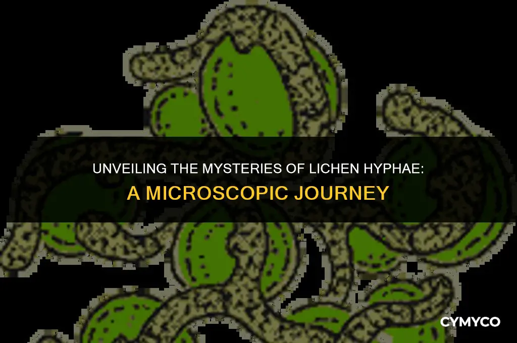what is a lichen