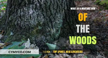 Exploring the Maitake: Hen of the Woods Mushroom Magic