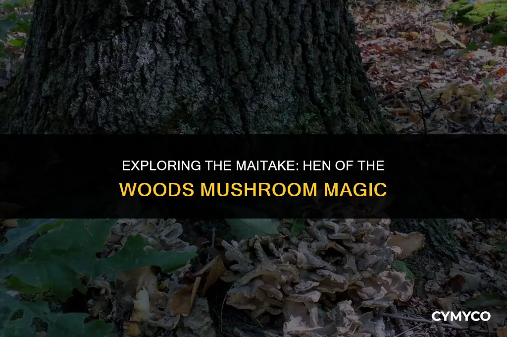 what is a maitake hen of the woods