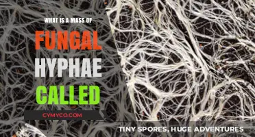 Exploring the Fascinating World of Fungal Hyphae Masses