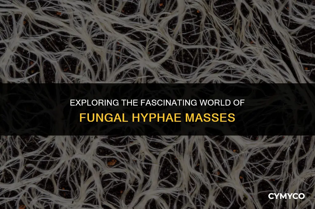what is a mass of fungal hyphae called