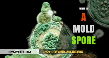 Unveiling the Mysteries of Mold Spores: A Comprehensive Guide