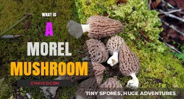 Exploring the Delights of Morel Mushrooms: A Gourmet's Guide