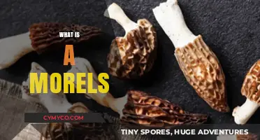 Exploring the Delights of Morels: A Culinary Journey