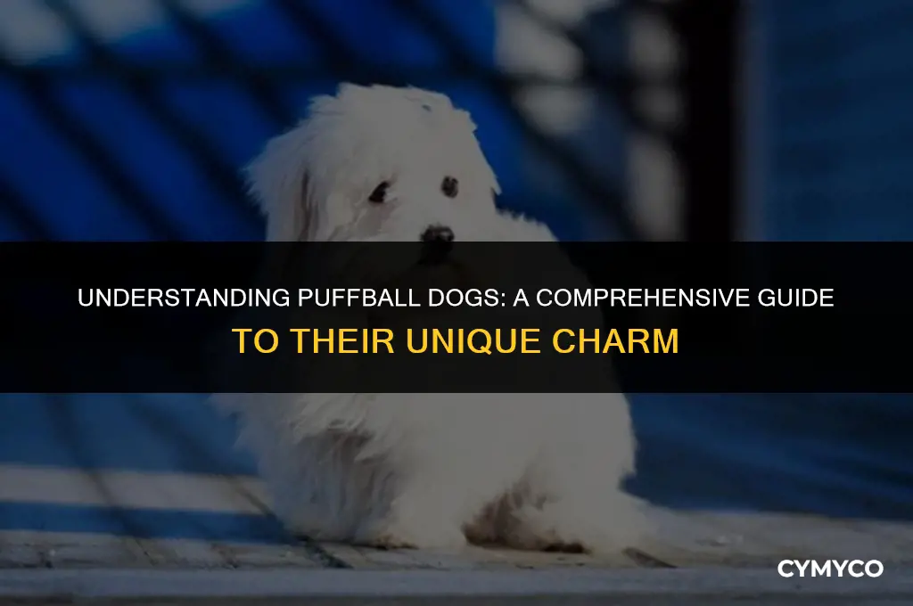 what is a puffball dog