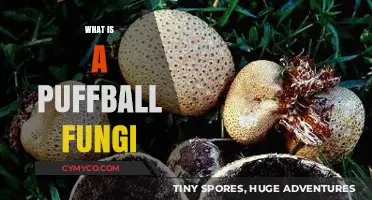 Exploring the Fascinating World of Puffball Fungi: A Beginner's Guide