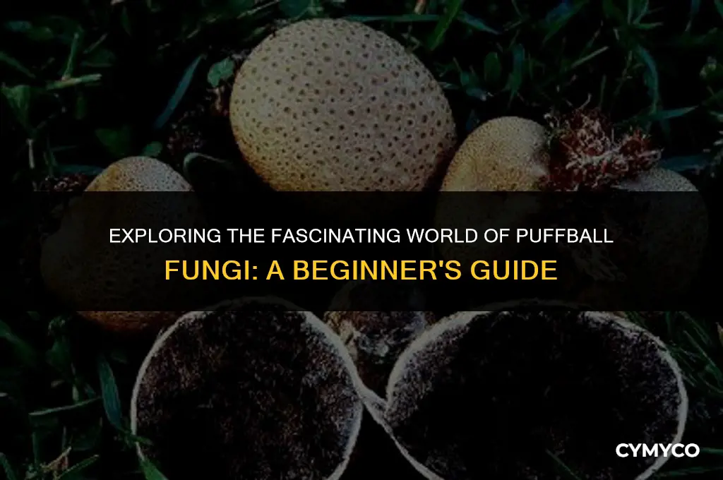 what is a puffball fungi