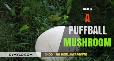 Discover the Fascinating World of Puffball Mushrooms: A Beginner's Guide