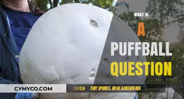 Understanding Puffball Questions: A Guide to Spotting and Handling Them