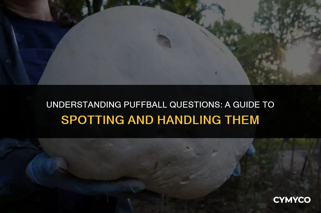 what is a puffball question