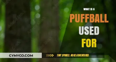 Exploring the Culinary and Medicinal Uses of Puffballs