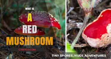 Exploring the Enigmatic World of Red Mushrooms: A Comprehensive Guide