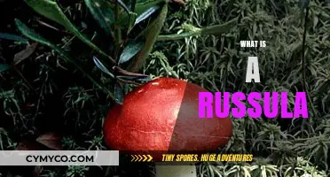 Discovering Russula: A Guide to Identifying This Edible Mushroom