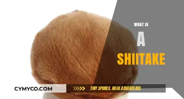 Discover the Umami-Rich Shiitake Mushroom: A Culinary and Health Powerhouse