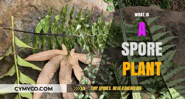 Exploring the Fascinating World of Spore Plants: A Comprehensive Guide