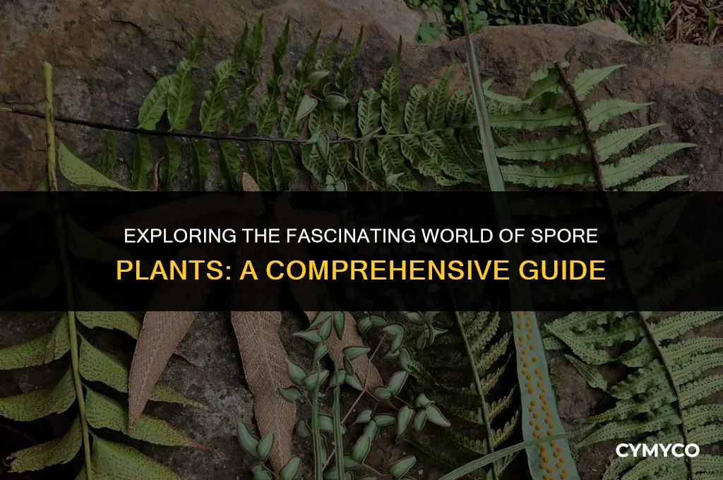what is a spore plant
