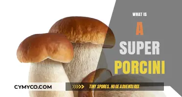 Unlocking the Secrets of the Super Porcini: A Culinary Journey