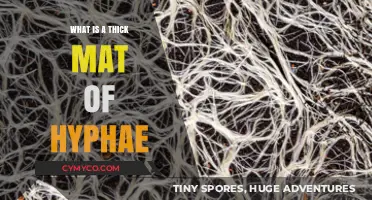 Exploring the Complex World of Hyphae: A Detailed Look