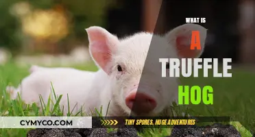 Sniffing Out Delights: The Fascinating World of Truffle Hogs