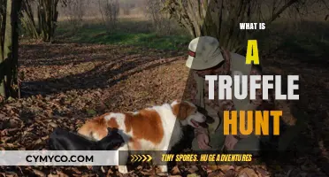 Unveiling the Mystique: A Beginner's Guide to Truffle Hunting