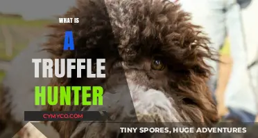 Unveiling the Secrets of Truffle Hunting: A Gourmet's Guide