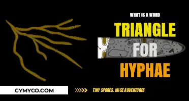 Exploring the Fascinating World of Hyphae: A Linguistic Journey
