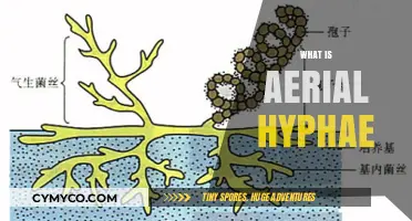 Exploring the Fascinating World of Aerial Hyphae: A Comprehensive Guide
