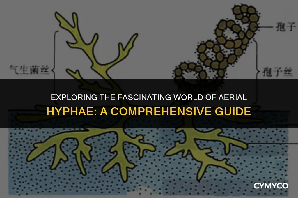 what is aerial hyphae