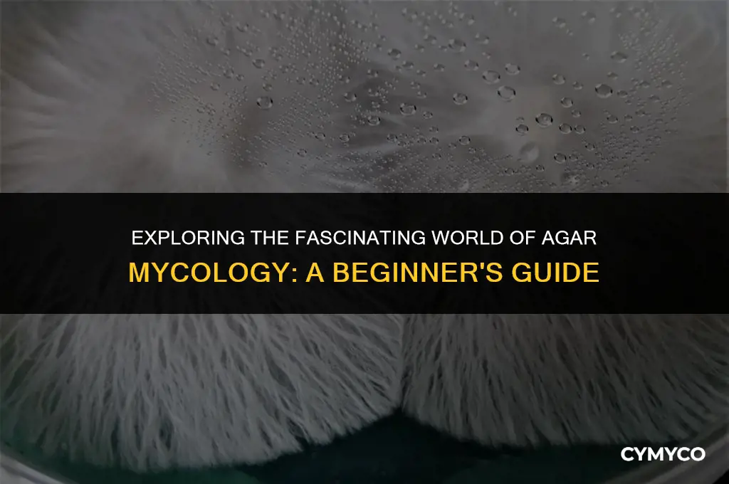 what is agar mycology