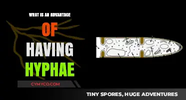 Unlocking Nature's Secrets: The Surprising Benefits of Hyphae