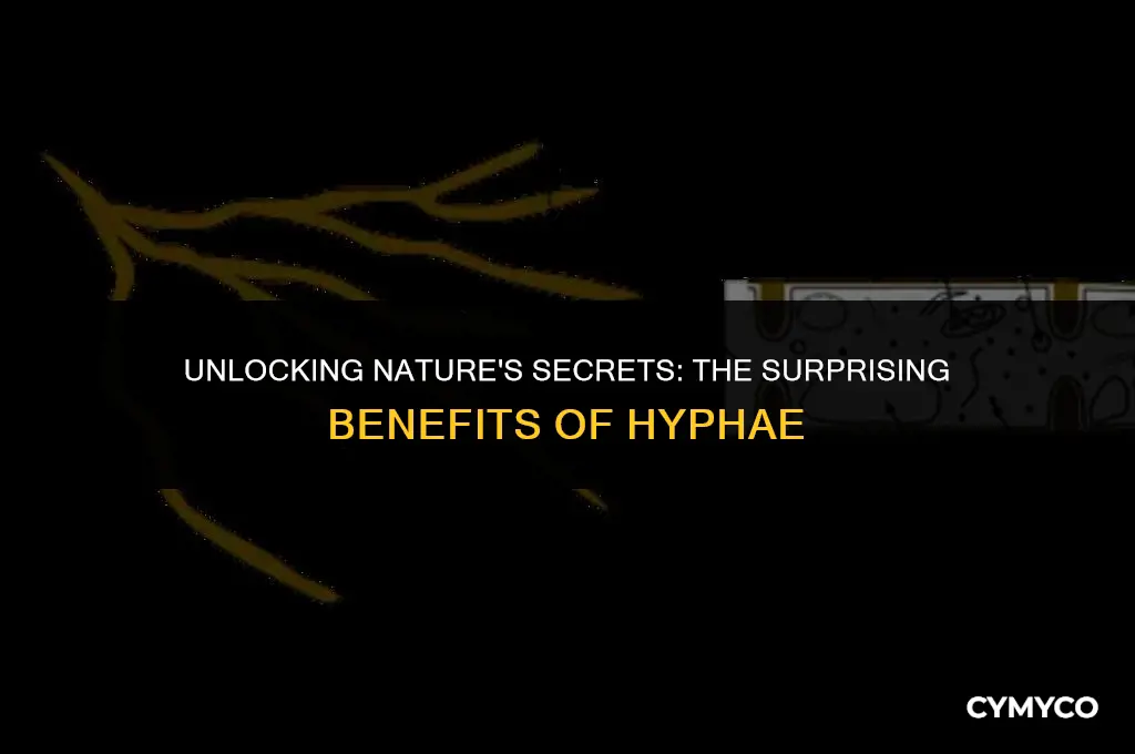 what is an advantage of having hyphae