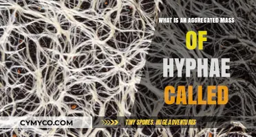Unveiling the Mysteries of Fungal Growth: What's an Aggregated Mass of Hyphae?