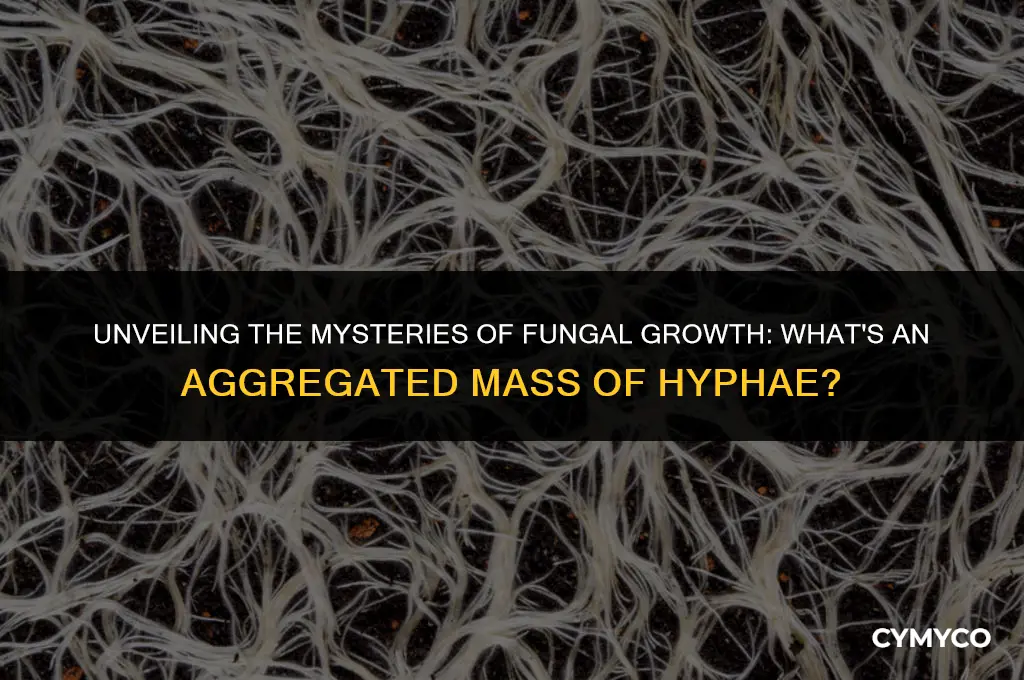 what is an aggregated mass of hyphae called