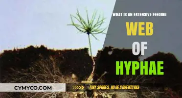 Exploring the Complex Network of Hyphae: A Deep Dive into Mycelial Connections