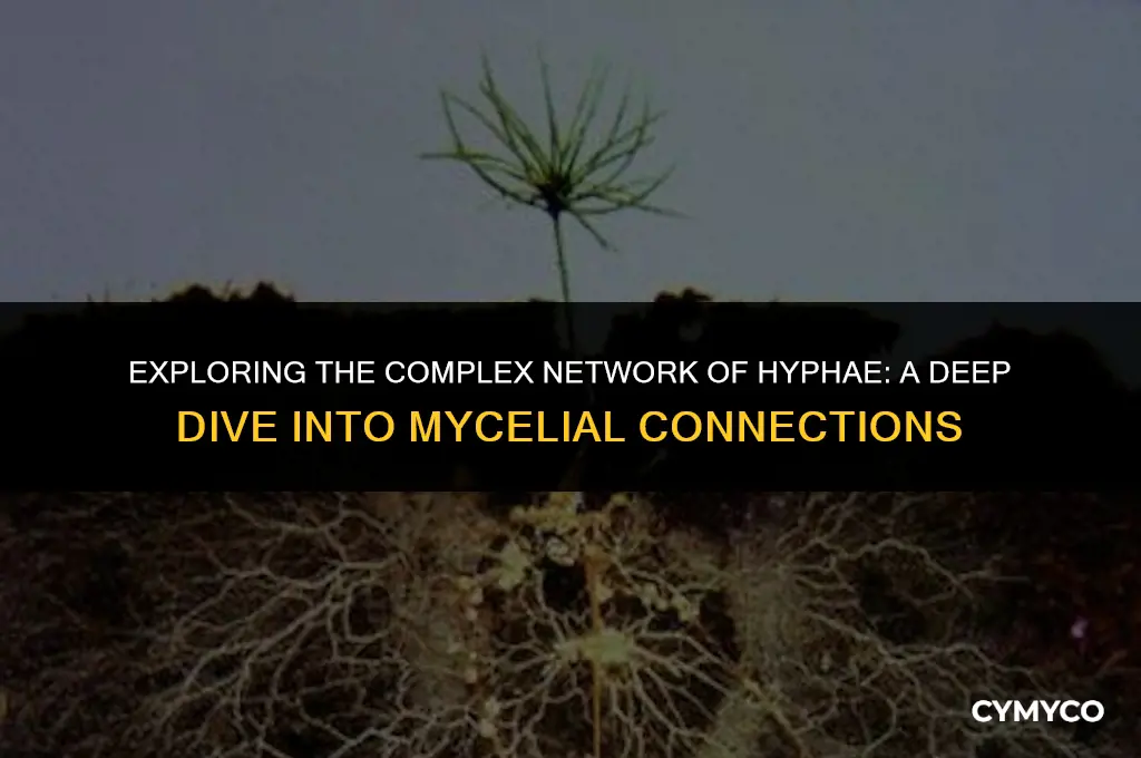 what is an extensive feeding web of hyphae
