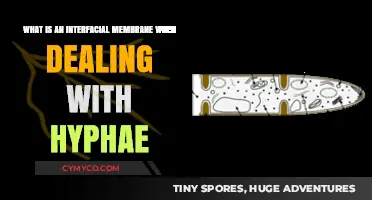 Exploring Interfacial Membranes: The Hidden World of Hyphae Interactions