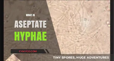 Understanding Aseptate Hyphae: A Key Concept in Fungal Biology