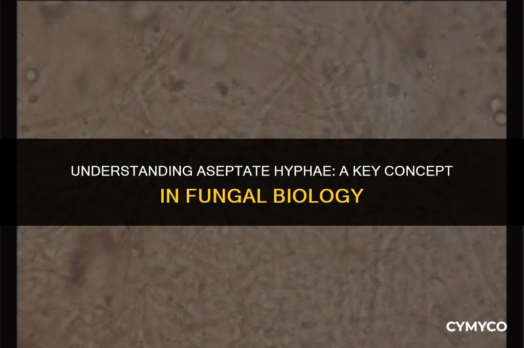 what is aseptate hyphae
