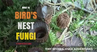 Exploring the Fascinating World of Bird's Nest Fungi