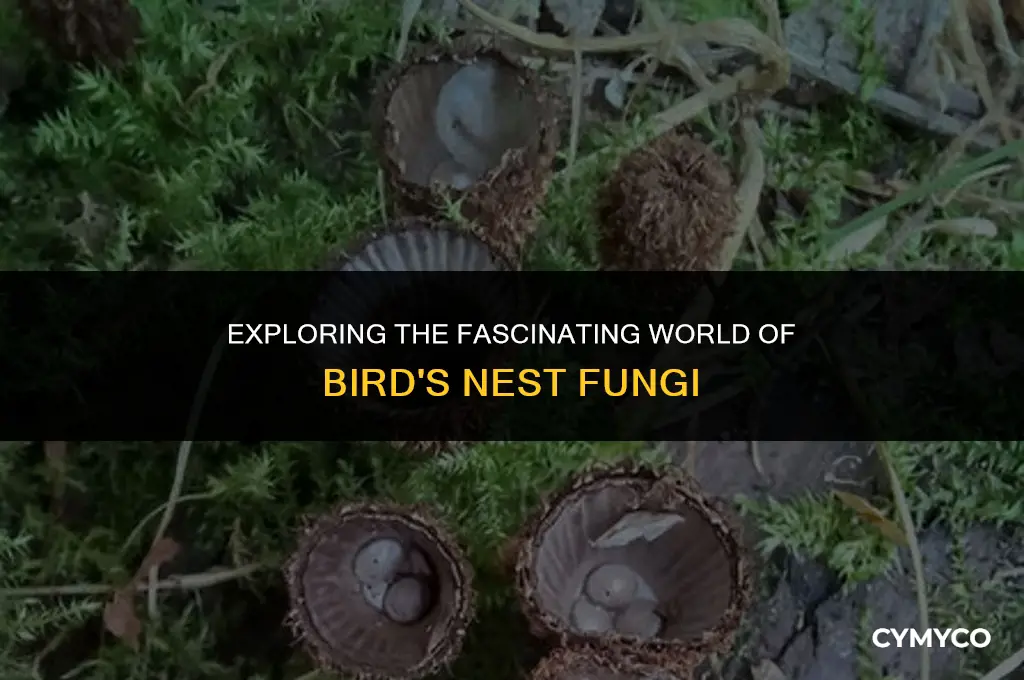 what is bird