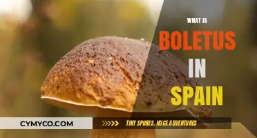 Exploring the Rich Tradition of Boletus Mushrooms in Spain